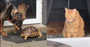 Cat Seeing a Tortoise for the First Time has Its Mind Blown