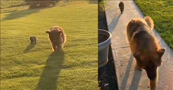 <p>A baby raccoon joined a dog for the sweetest run home. The canine got a sweet but unexpected companion for its jog one evening. Watch the short and cute video to see the precious and heartwarming moment.</p>

<p>Animals are some of the best creatures you&rsquo;ll ever encounter on Earth. There is no point in arguing otherwise. Everyone loves and adores animals. Even people who do not currently have pets still like and appreciate them. How could you not like them?</p>

<p>They are loyal, dependable to a fault and love unconditionally. If you treat them right and show them even the smallest amount of kindness, respect and love, you&rsquo;ve got yourself a friend for life. What could be better than a cute, furry, four-legged friend? We could all use more friends, regardless of whether they have two legs or four.</p>

<p>In addition to being all those things, animals are also quite unpredictable. You can never be entirely sure what an animal will do or, as in one clip, who it will bring home. One household got a tiny, cute surprise when they called for their dog to return home. The dog had accumulated a little friend.</p>

<p><a href="https://www.tiktok.com/@beckywallin67/video/7249489972523306286">In the video</a>, the dog is jogging home just as the sun goes down for the evening. But the dog isn&rsquo;t the only creature coming home for the night. A baby raccoon is lagging a few steps behind on the animal&rsquo;s right side. The woman behind the camera is loving the sweet and unexpected visitor.</p>

<p>&ldquo;If that isn&rsquo;t cute,&rdquo; she says as the dog and raccoon make their approach. &ldquo;Is that your baby, huh?&rdquo;</p>

<p>But you'd be very wrong if you thought the raccoon would run away once it got a few feet from the woman and the house. The tiny raccoon comes right up to the woman, standing next to the dog. It has no fear.</p>

<p><em><strong><a href="https://www.godtube.com/bible/genesis/1-21">Genesis 1:21</a></strong> &ldquo;And God created great whales, and every living creature that moves, which the waters brought forth abundantly, after their kind, and every winged fowl after his kind: and God saw that it was good.&rdquo;</em></p>
