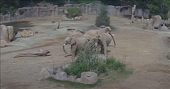 <p>A group of elephants instinctively protected the young in a heartwarming earthquake response. The massive creatures knew precisely what to do when the ground shook. Watch the short but amazing clip to see the sweet and precious moment when the elephants banded together to protect their young.</p>

<p>Most people would like to believe they are beyond prepared in the event of an emergency. We all hope that whenever an emergency strikes, we will act in helpful and constructive ways. No one wants to be the person who freezes, unable to do much of anything when something bad and unfortunate happens.</p>

<p>Planning and preparing in case of an emergency are vital. It&rsquo;s good to know how one is supposed to respond when an emergency arises. But will we really know if that&rsquo;s how things will go? The only way to know for sure is to be in the middle of an emergency. Hopefully, all that training and knowledge will pay dividends at that time.</p>

<p>In a <a href="https://www.youtube.com/watch?v=IZ45kRP6LGE">clip posted on YouTube</a>, a group of elephants knew exactly what to do when encountering an earthquake. The elephants at the San Diego Zoo immediately stopped what they were doing and gathered in the center of their enclosure. They then formed what is described as an &ldquo;alert circle,&rdquo; with the smallest animal in the middle.</p>

<p>Mindy Albright, with the San Diego Zoo, explained what and why the elephants did what they felt the ground rumbling.</p>

<p>&ldquo;Elephants are very in tune to their environment, and picking up environmental cues, allows them to make decisions,&rdquo; she said. &ldquo;And they sensed something was off and potentially dangerous.&rdquo;</p>

<p>Later in the clip, she describes what the animals did as a &ldquo;defense mechanism&rdquo; that elephants will do to protect the family unit.</p>

<p>Animals are fascinating creatures and constantly find new ways to amaze us.</p>

<p><em><strong><a href="https://www.godtube.com/bible/genesis/1-21">Genesis 1:21</a></strong> &ldquo;And God created great whales, and every living creature that moves, which the waters brought forth abundantly, after their kind, and every winged fowl after his kind: and God saw that it was good.&rdquo;</em></p>
