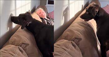 <p>This pup takes on its shadow in the cutest showdown ever. The adorable canine may have found its toughest match yet, which happens to be itself. Watch the short but sweet video to see the precious battle between the dog and its shadow.</p>

<p>Often, the one person standing in the way of where we are and where we want to be is ourselves. Yes, health, finances and other things that we don&rsquo;t necessarily have 100 percent control over impact and influence our lives. &nbsp;But for the most part, it's a matter of willpower and commitment if you want to do or achieve something in life.</p>

<p>Want to earn that degree? We&rsquo;ve got to be willing to put in the long hours studying and reading the material. Want to finish a marathon successfully? Then, it&rsquo;s about putting in the time running leading up to the big race. Want to beat your shadow in a hilarious video? Well, that might be a little tough, but it didn&rsquo;t stop one dog from trying.</p>

<p>In a <a href="https://www.tiktok.com/@nikigilbert79/video/7490580830297787678">clip posted on social media</a>, the cute animal is on a couch when it notices a strange, dark figure on the wall. The adorable animal is intrigued by its recent discovery and wants to investigate further. However, the creature on the wall does not cooperate. It continues to move and jump about, making the dog a little frustrated.</p>

<p>The dog then attempts to catch the dark, shadowy figure on the wall. The animal even bites at this newly discovered foe but can never connect. Despite its failure, the dog keeps trying and trying to catch its shadow.</p>

<p>Also, on the couch, a man watches the battle between the dog and its shadow. He is having a great time. He laughs hysterically as the dog tries to take a bite out of its shadow.</p>

<p><em><strong><a href="https://www.godtube.com/bible/genesis/1-21">Genesis 1:21</a></strong> &ldquo;And God created great whales, and every living creature that moves, which the waters brought forth abundantly, after their kind, and every winged fowl after his kind: and God saw that it was good.&rdquo;</em></p>
