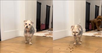 <p>This pup&rsquo;s unexpected move when a walk is mentioned will have you laughing. The animal hilariously made what it wanted to do completely clear with its sudden and unanticipated action. Watch the short but hysterical clip to see what the dog did, which will have you laughing long after the clip ends.</p>

<p>Dogs are fantastic creatures. Even people who do not currently have a canine are likely to agree with that statement wholeheartedly. They are not called man&rsquo;s best friend for nothing. Those sweet, furry, four-legged critters are loyal, loving and dependable.</p>

<p>They also require much more work and attention than their mortal enemy, the cat. Dogs don&rsquo;t use a litter box, so they must be taken out on walks to do their business. And that must be done regardless of whether it&rsquo;s snowing, raining or unbearably hot and humid outside. Many dogs are not big fans of getting outside and getting some exercise, which can often result in a struggle.</p>

<p>However, <a href="https://www.tiktok.com/@maquecadurisander/video/7493336700643478815">a clip posted on social media</a> captures one dog who loves going on walks. As demonstrated in the short video, the tiny dog enjoys walks so much that it would rather walk than eat. When the possibility of a walk is mentioned, the animal reacts in a way you would never have guessed.</p>

<p>Red text in the middle of the screen states that the dog &ldquo;always picks walks over food&rdquo; as the animal approaches the camera. A woman behind the camera tells the dog that they have been considering going on a walk. After hearing this, the dog turns its head slightly and then immediately opens its mouth, letting all the food it had recently picked up come tumbling out onto the floor.</p>

<p>It's clear what this dog would rather do. There is no need to convince this dog about the importance of going on walks.</p>

<p><em><strong><a href="https://www.godtube.com/bible/genesis/1-21">Genesis 1:21</a></strong> &ldquo;And God created great whales, and every living creature that moves, which the waters brought forth abundantly, after their kind, and every winged fowl after his kind: and God saw that it was good.&rdquo;</em></p>
