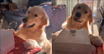 <p>This pup&rsquo;s reaction to bubbles is the cutest thing you&rsquo;ll see today. The animal was having the time of its life, as happy as can be, playing with and popping the bubbles. Watch the short but adorable clip to see the precious pup play with the bubbles.</p>

<p>How can anyone honestly, with a straight face, say they aren&rsquo;t an animal fan? Those cute, furry, four-legged creatures are some of the best critters you&rsquo;ll ever come across on Earth. They are loyal, dependable to a fault and love unconditionally. Show a dog or a cat the slightest bit of attention and kindness, and you&rsquo;ve got a friend for life. The next time they see you, they will surely remember how you treated them.</p>

<p>On top of their loyalty, dependability and friendship, animals are also good entertainment. They will do some of the funniest and cutest things. When you think you&rsquo;ve seen a dog or cat do about everything imaginable, they will surprise you, doing weird, off-the-wall or downright adorable things.</p>

<p>In a <a href="https://www.youtube.com/shorts/YUTqmZWumDY">clip posted on social media</a>, a golden retriever does something precious and cute (of course, it&rsquo;s a golden retriever doing something adorable). The pup cannot get enough bubbles. The video even refers to the animal as &ldquo;bubble lover number one.&rdquo; &nbsp;Watching the clip for even a few seconds, you will likely walk away thinking it is 100 percent correct.</p>

<p>For whatever reason, the pup loves bubbles. It stands up at the machine dispensing them and attempts to catch them as they exit the device. For the most part, the animal is pretty successful. I can only spot one or two that it misses, and that&rsquo;s when it sits back and lets them float into the air for a second or two.</p>

<p>If a golden retriever having the time of its life while snagging bubbles out of the air, it isn&rsquo;t cute; I don&rsquo;t know what it is.</p>

<p><em><strong><a href="https://www.godtube.com/bible/genesis/1-21">Genesis 1:21</a></strong> &ldquo;And God created great whales, and every living creature that moves, which the waters brought forth abundantly, after their kind, and every winged fowl after his kind: and God saw that it was good.&rdquo;</em></p>
