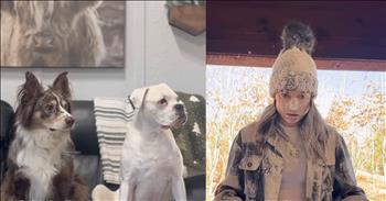 These Dogs Recreate 'Home Alone' in the Funniest Way