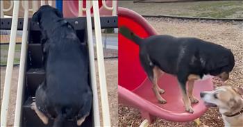 <p>A dog takes a turn on the slide, and it&rsquo;s the cutest thing you&rsquo;ll see today. There&rsquo;s something undeniably special about the bond between a dog and their human family. Dogs are more than just pets&mdash;they&rsquo;re our first best friends, our confidants, and the ones who bring laughter when we need it most. They&rsquo;re always there with a wagging tail, ready to tackle the day with us, no matter where it leads. Whether it&rsquo;s a long, cozy evening cuddled up on the couch with snacks, or like Kona &ndash; a fun trip to the playground, they&rsquo;re right by our side.&nbsp;</p>

<p>Take Kona, that we just introduced you to, for instance. She&rsquo;s not your average pup&mdash;she&rsquo;s a playground pro. With her wagging tail and eager eyes, this lovable dog has a special fondness for following her toddler sister around, mirroring every little move. And yes, that includes going down the slide!</p>

<p>&nbsp;It&rsquo;s not enough for Kona to just watch her human sister enjoy the slide&mdash;no, she&rsquo;s determined to go first. Her mom, always in on the fun, tells Kona, "You go first," and you can practically hear the puppy dog glee in her little bark as she runs up the steps, tail wagging in excitement beside her sister running in her little pink coat.</p>

<p>If that isn&rsquo;t the definition of a best friend, I don&rsquo;t know what is. God knew that when He created man&rsquo;s best friend, they would know exactly how to brighten our days with their joy. They&rsquo;re not just our pets; they&rsquo;re family. They join in on all our little moments, even when those moments seem small to us. To them, it's the most important thing in the world&mdash;being with us, sharing life, and adding their own touch of sweetness to everything we do. It doesn&rsquo;t matter if it&rsquo;s a grocery run, long evenings on the porch or cuddling up beside us in bed at night.</p>

<p>What&rsquo;s even more precious is how they love us so unconditionally. No matter the weather, no matter how messy life might get, they&rsquo;re always there. Thank God they never judge.&nbsp; What I love most is that they&rsquo;re simply thrilled to be a part of our lives. They show us every day that sometimes, the best friends are the ones with fur and paws and wagging tails.</p>

<p>So, next time you find yourself at the park or simply enjoying a quiet moment at home, remember how much joy your dog brings to your life. They're not just dogs&mdash;they&rsquo;re a reminder that love is patient, kind, and always there when you need it most. And Kona? Well, she&rsquo;s just another example of how dogs are truly our best friends, ready to slide into our hearts at any moment.</p>

<p><em>&ldquo;A friend loves at all times.&rdquo; &nbsp;<strong><a href="https://www.godtube.com/bible/proverbs/17-17">Proverbs 17:17</a></strong></em></p>
