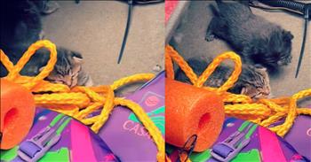 <p>One man found the most adorable surprise waiting for him on his boat. There was absolutely no way he could have expected to uncover some of the cutest kittens hiding on his water vessel. Watch the short but heartwarming clip to see the moment he finds the kittens and how he responds to them.</p>

<p>People will use the word &ldquo;cute&rdquo; to describe many different things. It&rsquo;s an adjective heard regularly in conversation. It is often used to express how someone feels about everything from baby clothes to small servings of food and even how someone decorates their house. One could argue, I believe correctly, that it&rsquo;s one of the most overused words in the English language. Not everything can be cute, right?</p>

<p>Whatever your feelings on using the word &ldquo;cute,&rdquo; some things are just objectively cute. Of course, one instance in which cute is always appropriate is when describing kittens. Can you name anything more adorable and cuter than tiny, furry baby cats? I didn&rsquo;t think so.</p>

<p>In a <a href="https://www.tiktok.com/@charleswallace647/video/7498038998154333486">clip posted on social media</a>, a man had his fishing outing disrupted when he came across some tiny, furry, four-legged stowaways. The four kittens, who, sadly, had their precious slumber interrupted, had managed to get themselves into a compartment on the man&rsquo;s boat. From how they reacted to being found, they had no plans of leaving their spot either. They looked surprised, but not enough to try to get up and exit their makeshift, temporary home.</p>

<p>The kittens weren&rsquo;t the only ones taken aback by their discovery on the boat. The fisherman reacted with much surprise as well.</p>

<p>&ldquo;And he pulls up this little thing here, we got three or four little kittens in my boat,&rdquo; he said. &ldquo;So, I guess that&rsquo;s all. We caught us some catfish. Look at the little kitty! He&rsquo;s so cute!&rdquo;</p>

<p><em><strong><a href="https://www.godtube.com/bible/genesis/1-21">Genesis 1:21</a></strong> &ldquo;And God created great whales, and every living creature that moves, which the waters brought forth abundantly, after their kind, and every winged fowl after his kind: and God saw that it was good.&rdquo;</em></p>
