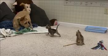 <p>This pup&rsquo;s reaction to a couple of kittens is equal parts hilarious and heart-melting. The dog was clearly unsure of the tiny creatures but also seemed to be intrigued by them, too. Watch the short but hilarious clip to see the canine&rsquo;s hilarious and heart-melting reaction to the small animals.</p>

<p>Animals are easily some of the best creatures that you will encounter during your time on Earth. They are loving, loyal and dependable to a fault. Those cute, furry, four-legged critters also make for some of the best friends you&rsquo;ll ever hope to have. Can anyone honestly say, with a straight face, they don&rsquo;t love and adore animals?</p>

<p>In addition to providing friendship, they are also good entertainment most of the time. While you can have a vague, general idea of how an animal might respond in a particular situation, you can never know for sure. You will not know with 100 percent certainty until they are placed in that scenario. <a href="https://www.youtube.com/watch?v=vv1ihgsrYnM">A clip posted on YouTube</a> captured a pup in an unfamiliar position, and the results are extraordinarily hilarious and adorable.</p>

<p>The video begins with a canine approaching a strange and unusual sight: two tiny kittens playing and running about. Text in the video makes it clear that this scene is entirely foreign to the dog. The dog quickly sniffs the kittens and backs away, trying to size up and take in these strange new creatures.</p>

<p>After the dog believes it&rsquo;s a safe distance from these odd beings, the kittens spot the dog and, being fearless (or really, not knowing any better), approach the canine. However, the dog is not having it. Each time one of the kittens gets a little too close, the dog hops backward, desperately trying to keep distance between itself and the odd creatures before it.</p>

<p>What an adorable and hilarious clip! The dog is totally unsure of what to make of those small, furry things.</p>

<p><em><strong><a href="https://www.godtube.com/bible/genesis/1-21">Genesis 1:21</a></strong> &ldquo;And God created great whales, and every living creature that moves, which the waters brought forth abundantly, after their kind, and every winged fowl after his kind: and God saw that it was good.&rdquo;</em></p>
