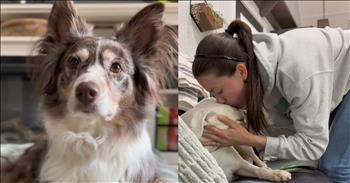 <p>A famous pup basks in post-vet attention while her sibling hilariously looks on, a little annoyed and jealous. It&rsquo;s too cute not to watch. First, there was the limp. Just a little one. A dramatic, Oscar-worthy kind of limp that said, &ldquo;I have been through so much today.&rdquo;</p>

<p>Layla, the boxer, had just returned home from the vet. Her knee was sore. Her pride, bruised. And her mom, Samantha? Well, she was wrecked. &ldquo;Come here, my poor little baby,&rdquo; Samantha <a href="https://www.youtube.com/shorts/pwAMVZ4AoLA">cooed</a> like Layla had just returned from a battlefield instead of a ten-minute car ride and a vet visit with a complimentary biscuit. And just like that&mdash;Boom. She was allowed on the couch.</p>

<p>The couch. Not the rug. Not the dog bed. Not the floor where her sister Luna was definitely still sitting. Oh no, Layla was elevated&mdash;both physically and emotionally. Luna watched from below, like, &ldquo;This feels illegal but okay.&rdquo;</p>

<p>Next came the snacks. Not just a treat. We&rsquo;re talking about extra extra biscuits, we&rsquo;re talking about the good snacks like string cheese, the kind she probably only gets on Christmas. Samantha handed them over like Layla was a tiny, furry war veteran. Luna was not thrilled. And Layla? She blinked slowly. She accepted every morsel. She sighed like someone who knew she was living her best life.</p>

<p>Then came the final blow. The Comforter. Not just any blanket. The comforter. Samantha&rsquo;s prized, fluffy, Martha-Stewart-worthy comforter&mdash;the one no one is allowed to touch unless they&rsquo;re feverish or heartbroken. Layla was not only wrapped in it&mdash;she was tucked in. Pillows fluffed. Neck supported. She looked like a throw pillow display at Pottery Barn with a side of melodrama.</p>

<p>Meanwhile, Luna lay on the floor looking like a long-suffering older sibling in a family sitcom. She let out the heaviest sigh you&rsquo;ve ever heard from a Collie. Her eyes screamed, &ldquo;I stubbed my paw last week and no one made me a burrito.&rdquo;</p>

<p>At one point, Layla whimpered the smallest whimper&mdash;barely a sound&mdash;and Samantha was there like a nurse on high alert. &ldquo;Oh baby, I&rsquo;ll get you anything you need, just say the word.&rdquo;</p>

<p>Luna side-eyed so hard I swear the couch tilted, and Layla couldn&rsquo;t believe how her sis was playing it up for the extra attention. &nbsp;But still, she stayed in the room. Because even if her sister was being just a bit extra, Luna knew love when she saw it. And in the end, that&rsquo;s what this house runs on&mdash;Snacks, side-eyes, sacred blankets, and a whole lot of compassion for one sore knee and a dog who knew how to milk it.</p>

<p><em>&ldquo;Carry each other&rsquo;s burdens, and in this way you will fulfill the law of Christ.&rdquo; <strong><a href="https://www.godtube.com/bible/galatians/6-2">Galatians 6:2</a></strong></em></p>
