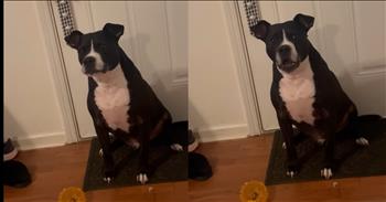 Dog Makes Its Desired Destination Very Clear in Funniest Way Possible