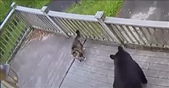 <p>A fearless feline stands its ground and sends bears running. This courageous cat has refused to back down during multiple interactions with the large, wild creatures. Watch the short but shocking clip to see how the animal responds whenever it encounters bears.</p>

<p>Animals are wonderful creatures who are part of God&rsquo;s creation and should be treated as such. Part of that treatment often includes giving animals a fair amount of space and viewing them from a distance, often behind a strong, metal-reinforced structure. This is usually reserved whenever the animal is massive and likely to inflict a fair amount of pain if they were to get too close.</p>

<p>Everyone with even the smallest amount of intelligence knows there are a handful of animals you stay far away from. For instance, avoiding lions, tigers, alligators, rattlesnakes and bears is always a good rule of thumb. Staying away from these creatures will likely save you from a world of pain and agony.</p>

<p>But what if someone had no fear and regularly tangled with those ferocious creatures? Also, what if that person wasn&rsquo;t a person at all but a cat?</p>

<p><a href="https://www.youtube.com/watch?v=WkWh1RPIVTc">A clip posted on YouTube</a> tells of a cat who has no fear of bears. The large cat, lovingly called &ldquo;fat cat,&rdquo; regularly scares away bears from its Gatlinburg, Tennessee, home. As the video shows, the feline is not afraid of the bears in the slightest. Whenever a bear approaches the back porch window, the cat angrily pounds on the glass, trying to shoo away the unwelcome and uninvited visitor.</p>

<p>But that is not all. The clip also shows the cat on the porch, inches from the bears. Despite the bears&rsquo; massive size advantage, the cat has won out every single time.</p>

<p>&ldquo;She turns into, I don&rsquo;t know, a tiger, a lion, whatever, and just goes after them,&rdquo; said Suzanne Whaley, the cat&rsquo;s owner.</p>

<p><em><strong><a href="https://www.godtube.com/bible/isaiah/41-10">Isaiah 41:10</a></strong> &ldquo;Have no fear, for I am with you; do not be looking about in trouble, for I am your God; I will give you strength, yes, I will be your helper; yes, my true right hand will be your support.&rdquo;</em></p>
