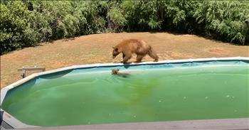 <p>A mama bear and her cub went for an enjoyable swim in a pool, making for an unbearably cute scene! The pair wanted to beat the heat, and what better way to do that than jumping into an unoccupied swimming pool? Watch the short but adorable clip to see the two bears hop into an empty pool for a brief swim.</p>

<p>In my humble opinion, summertime is the best season of the year. It&rsquo;s an opportunity to get away from those screens that we&rsquo;re all unfortunately glued to and just be outside and enjoy the great outdoors. Many will also use the summer months to go on those long-anticipated vacations.</p>

<p>The only real, valid reasons for anyone not to enjoy the summer season are the temperatures and the humidity, and even those are still debatable. Weather conditions can be a bit uncomfortable, to say the least. But of course, there are ways to try to beat the sweltering heat and high humidity that often accompany June, July and August. <a href="https://www.youtube.com/watch?v=u5Ju6c_9nC0">A clip posted on YouTube</a> shows two creatures who thought the weather conditions were unbearable! (bad dad joke, I know!).</p>

<p>The clip shows a mother bear and her cub enjoying an empty pool in Northern California. Mom let her little one get in and enjoy some time in the pool first. But like any good mother, when their child gets into a pool, she makes sure to keep a close eye on her young. She strolls along the edge of her pool, remaining right by her youngster&rsquo;s side as he paddles along in the pool.</p>

<p>Then, it&rsquo;s Mom&rsquo;s turn to take a dip. But unlike her cub, who remained right by the edge of the pool, the mama bear waded out into the pool, moving near the center of the large water container.</p>

<p>After Mom has had enough time in the water, the two vacate the pool. It&rsquo;s unclear where they went next or what was on their schedule.</p>

<p><em><strong><a href="https://www.godtube.com/bible/genesis/1-21">Genesis 1:21</a></strong> &ldquo;And God created great whales, and every living creature that moves, which the waters brought forth abundantly, after their kind, and every winged fowl after his kind: and God saw that it was good.&rdquo;</em></p>
