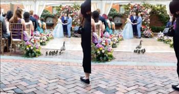 <p>Possibly the cutest and most adorable wedding crashers ever steal the show mid-ceremony. The uninvited guests waited until the bride and groom were standing together at the altar in front of all their family and friends to make their presence known. Watch the short but hysterical clip to see the most precious wedding crashers ever steal the show and get all eyes on them.</p>

<p>Weddings are important, life-changing events. Once those vows are exchanged and agreed to in front of family, friends and God himself, your life will forever be changed. For that reason, weddings are some of the most beautiful ceremonies you can witness.</p>

<p>Also, because of the importance and weight of a wedding ceremony, nearly every detail is meticulously and carefully planned. The guest list is combed through, and seating arrangements are agonized over. Everything has to be perfect. So, when something unexpected happens, like an uninvited guest shows up, it can throw a massive wrench into the big day.</p>

<p><a href="https://www.instagram.com/reel/DKKftVruWx6/">A clip posted on social media</a> shows an entire family crashing one couple&rsquo;s wedding. They even stole all the attention from the couple waiting to get married and walked up the aisle as the ceremony was underway. However, as demonstrated in the clip, no one, including the bride and groom, was bothered by this cute family of wedding crashers.</p>

<p>In the video, the pastor is in the middle of performing the ceremony when a mother duck and her handful of ducklings waddle up the aisle. They don&rsquo;t care that everyone is seated and the ceremony has already started; they are still trying to get the best view possible.</p>

<p>When the bride and groom eventually spotted the ducks, they could not believe their eyes. Neither could their family and friends. Several laughs and gasps were heard when the winged crashers were discovered.</p>

<p><em><strong><a href="https://www.godtube.com/bible/genesis/1-21">Genesis 1:21</a></strong> &ldquo;And God created great whales, and every living creature that moves, which the waters brought forth abundantly, and after their kind, and every winged fowl after his kind: and God saw that it was good.&rdquo;</em></p>
