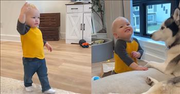 <p>A child made a hilarious and unexpected move to get love and attention from a pup, and it&rsquo;s incredibly sweet. The little guy wanted the husky to pay attention to him, and he knew exactly what to do, even if it was very unconventional. Watch the short but hilarious and adorable clip to see what the child did and how the canine responded to him.</p>

<p>Animals are fantastic, magnificent creatures. They are, without a doubt, some of the best things about being on Earth. Can anyone say, with a straight face, that they aren&rsquo;t, in any way, a fan of animals? How could you not love and adore those four-legged and furry critters? Even people who aren&rsquo;t current pet owners still have a soft spot in their hearts for them.</p>

<p>Additionally, animals are some of the most loving, loyal and dependable beings you&rsquo;ll ever encounter. <a href="https://www.youtube.com/shorts/XW7Xjyfd7QA">As one clip posted on YouTube</a> shows, they&rsquo;ll even provide you with love and attention even when you may not require it.</p>

<p>In the video, a young man, a toddler, hurriedly rushes to a nearby wall. Whatever he is about to do is of the utmost urgency. What he&rsquo;s doing is momentarily unclear. However, as he reaches the wall, he slows down and eventually places his face/head on the wall. Seconds later, the child lightly taps his head on the wall, causing the woman behind the camera to yell slightly at the child&rsquo;s odd and unexpected action.</p>

<p>Why would anyone deliberately hit their head on the wall? Moments later, the reasons for the youngster&rsquo;s smacking of his head on the wall are revealed.</p>

<p>A beautiful husky is lying on a nearby bed, and the child wants the pup to kiss his injury and make him feel better. The child&rsquo;s attempt at injury was to get love and attention from the canine, who sweetly responds to the toddler and licks him on the head.</p>

<p><em><strong><a href="https://www.godtube.com/bible/genesis/1-21">Genesis 1:21</a></strong> &ldquo;And God created great whales, and every living creature that moves, which the waters brought forth abundantly, after their kind, and every winged fowl after his kind: and God saw that it was good.&rdquo;</em></p>
