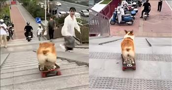 <p>Watch this talented Corgi absolutely crush it on a skateboard. The sweet, adorable pup has some pretty incredible, awe-inspiring athletic ability, and it&rsquo;s displayed for all to see. Watch the short but jaw-dropping clip of the canine performing some impressive maneuvers. &nbsp;</p>

<p>Is there anyone who does not simply love and adore animals? They are dependable to a fault, love unconditionally and are beyond cute. How could you not love them, right? They are, without a doubt, some of the best creatures on Earth. Even those who aren&rsquo;t current pet owners still have a soft spot for those fantastic critters.</p>

<p>While most people love those cute, furry, four-legged beings, we&rsquo;ve seen just about all they can do. We have witnessed them do just about everything they can, and nothing they could do would ever surprise us. Well, that statement and line of thinking could not be more wrong. <a href="https://www.youtube.com/shorts/zq4ia8aLcRM">An adorable clip posted on YouTube</a> is proof that animals still have the ability to amaze and surprise.</p>

<p>In the video, a Corgi hops onto a skateboard and rides the contraption down several stairs. However, he is not just a passenger along for the ride, letting the skateboard guide and control the path. As the pup and the skateboard descend the steps, the miniature canine manages to avoid hitting anyone. There are many human obstacles, with several people going up and down the steps, and the dog does not run into any pedestrians.</p>

<p>But that is not all.</p>

<p>Even if you enjoyed the cute video, thought the dog was just along for the ride, and had no idea how to operate the skateboard, you would be severely mistaken. Once the dog and its skateboard make it down the steps, the animal continues to enjoy its ride. However, the skateboard starts to lose a little speed, but the dog knows exactly how to help it regain momentum (the cutest part of the entire clip).</p>

<p><em><strong><a href="https://www.godtube.com/bible/genesis/1-21">Genesis 1:21</a></strong> &ldquo;And God created great whales, and every living creature that moves, which the waters brought forth abundantly, after their kind, and every winged fowl after his kind: and God saw that it was good.&rdquo;</em></p>
