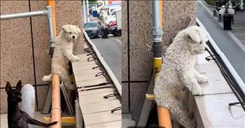 <p>One dog grabbed a seat to enjoy the view and stole hearts at the same time. The pup loves seeing what&rsquo;s happening and taking everything in and has found the sweetest, most adorable way of doing that. Watch the short but precious clip to see how and where the canine enjoys doing its people-watching.</p>

<p>Life can be hectic and chaotic, pulling us in a hundred different directions simultaneously. Given the often frantic and frenzied nature of everyday life, it&rsquo;s a good practice to slow down and rest regularly. No one can be on the move 24/7. Sure, we might be able to do it briefly, but eventually, things will come crashing down and end in disaster.</p>

<p>One of the most effective ways of slowing oneself down and getting some rest is simply to sit down somewhere and do nothing, just take in and gaze at your surroundings. People will often refer to this as people-watching. What could be more relaxing than that, right? A nap could also work, but I meant while still awake.</p>

<p>In a <a href="https://www.youtube.com/shorts/nYBKHcjZ7Xs">clip posted on YouTube</a>, a dog who obviously enjoys people-watching (although, I guess it would be called dog-watching in this case) has found the cutest place to do it. The animal makes its way out onto a roof, climbs up, finds a seat on a long pipe and gazes down at the scene below it. While sitting up like a person, the dog taking in the view is easily one of the cutest sights you&rsquo;ll have ever seen.</p>

<p>But that is not all.</p>

<p>Later in the video, a second dog is spotted badly wanting to see what is beyond the long orange pipe, but the first dog is not concerned in the slightest. It doesn&rsquo;t offer the second dog any assistance. It is keeping this view completely to itself.</p>

<p><em><strong><a href="https://www.godtube.com/bible/genesis/1-21">Genesis 1:21</a></strong> &ldquo;And God created great whales, and every living creature that moves, which the waters brought forth abundantly, after their kind, and every winged fowl after his kind: and God saw that it was good.&rdquo;</em></p>
