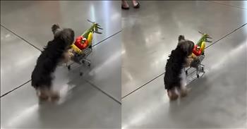 <p>Grocery store shopping has just gone adorable thanks to this cart-pushing pup. The tiny canine needed to make a quick trip to the store to pick up a few things. Watch the short but precious clip to see the small dog push a shopping cart across the store and find a checkout line.</p>

<p>Shopping is, without a doubt, one of the worst activities humans must engage in regularly. No one enjoys going to the doctor or dentist either, but I would argue those medical outings are preferable to visiting any store. That may sound like an exaggeration, but it is not.</p>

<p>However, as much as I detest shopping, the absolute worst, most horrible type is shopping for groceries. It&rsquo;s physically impossible to pop into a grocery store for a &ldquo;quick trip.&rdquo; Why? Most grocery stores are laid out in the most illogical and haphazard way. It&rsquo;s almost like those who set up the aisles did so with their eyes closed. Also, it never fails that whenever you eventually find the item you need, someone stands right in front of it, carefully reading every ingredient in a box of cake mix like it&rsquo;s a matter of life and death.</p>

<p>But <a href="https://www.youtube.com/shorts/vkq92pXEuO0">one video posted on YouTube</a> makes the horrible grocery store shopping experience a little bit better. The clip shows a small dog standing on its back legs as it leans onto and pushes an equally small cart forward. The miniature shopping cart even holds several items.</p>

<p>The clip follows the cute, furry, four-legged shopper across the store, leaving you wondering where the dog is going. Is it planning to shoplift? No, not exactly; like every other shopper, the dog is looking for the shortest, most efficient checkout line possible.</p>

<p>Eventually, the dog does find a checkout line whose length is not too bad. The animal then waits patiently for its turn at the checkout counter.</p>

<p><em><strong><a href="https://www.godtube.com/bible/genesis/1-21">Genesis 1:21</a></strong> &ldquo;And God created great whales, and every living creature that moves, which the waters brought forth abundantly, after their kind, and every winged fowl after his kind: and God saw that it was good.&rdquo;</em></p>
