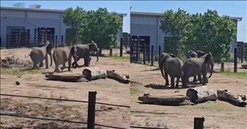 <p>A protective herd springs into action to shield a baby elephant from an intruder. A group of older elephants wasted no time coming to the defense of a much smaller elephant. Watch the short but powerful clip to see how the elephants reacted when they believed the youngest member of their herd was under attack.</p>

<p>Animals are some of the most unique and fascinating creatures on Earth. Anyone privileged enough to have had a pet will wholeheartedly agree. You can never be quite sure how animals will react to a situation until they are actually in that particular situation. We may have educated guesses and vague ideas about how they may respond, but we can never be 100 percent sure.</p>

<p>This fascination and utter amazement lead some people to dedicate their entire careers and working lives to studying and examining animals. We&rsquo;re always looking to know and learn more about those members of God&rsquo;s creation. What will this animal do when this or that happens?</p>

<p><a href="https://www.tiktok.com/@sedgwickcountyzoo/video/7505155037627469102">A short clip posted on social media</a> shows how a group of elephants responded when they believed one of their own was under attack. The 33-second clip begins with a baby elephant chasing off a goose that had somehow found its way into the elephant pen. As the elephant runs after the bird, it makes a noise, possibly a signal to the other elephants. Likely, the noise from the tiny elephant was some kind of sign that it was in distress, especially when considering what happened next.</p>

<p>Three other massive, full-grown elephants came to the youngster&rsquo;s defense. The first one on the scene, possibly the mother, somewhat roared, most likely trying to scare away the uninvited winged guest. The three elephants then proceeded to form a circle around the small elephant. They were doing what they could to keep the youngest member of their herd safe.</p>

<p><em><strong><a href="https://www.godtube.com/bible/genesis/1-21">Genesis 1:21</a></strong> &ldquo;And God created great whales, and every living creature that moves, which the waters brought forth abundantly, after their kind, and every winged fowl after his kind: and God saw that it was good.&rdquo;</em></p>
