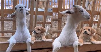 <p>This puppy and goat&rsquo;s bond is the cutest thing you&rsquo;ll see today. These two animals are some of the most unlikely yet most adorable buddies. Watch the short but precious clip to see the pup and goat spend time together.</p>

<p>Animals are some of the best things about living on Earth. Can anyone, with a straight face, argue otherwise? Who doesn&rsquo;t love and adore those creatures? Even people who don&rsquo;t currently have pets or wouldn&rsquo;t consider themselves a pet person still have a soft spot in their hearts for those cute critters.</p>

<p>Yes, most animals are adorable in about every way imaginable. However, is there anything cuter than a puppy? What about a puppy that has bonded and chooses to snuggle up with another animal? The cuteness is almost too much to take in those instances. <a href="https://www.youtube.com/shorts/G5NinlVBM3w">A clip posted on social media</a> captures a situation where that exact scenario has taken place.</p>

<p>In the video, a puppy and a goat have become best friends for some unexplainable reason. The video begins with the pair snuggled up together. The goat even appears to be gently holding its puppy pal. Additionally, the miniature dog appears to have a grin on its face. The pup clearly loves being so close to its buddy.</p>

<p>In the next scene, the two are hanging out again. This time, they are on their hind legs, having propped themselves up against a wooden container. Seconds later, the goat yells loudly, and the puppy, right next to its goat friend, looks up at the animal with a look of bewilderment and amusement.</p>

<p>These two seem like genuine buddies because, as anyone who has ever had a puppy or cat knows, those creatures will not do anything unless it&rsquo;s what they want to. You can place a dog or a cat in a particular spot or position, but the odds are that they won&rsquo;t remain there long.</p>

<p><em><strong><a href="https://www.godtube.com/bible/genesis/1-21">Genesis 1:21</a></strong> &ldquo;And God created great whales, and every living creature that moves, which the waters brought forth abundantly, after their kind, and every winged fowl after his kind: and God saw that it was good.&rdquo;</em></p>
