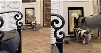 <p>A patient pup hilariously shows an adorable pig how to master the doggy door. After several demonstrations from the canine, the little pig finally picked up the correct way to use the small entrance in the door. Watch the short but hilarious clip where the dog gives the pig several lessons on using the doggy door.</p>

<p>Animals are intelligent creatures, often more than most people would like to admit. How often have you put something away in a location you thought was out of your pet's reach, only to come back later to see that they still managed to get it anyway? Through their intelligence and creativity, that dog or cat devised a successful game plan to obtain that item despite the hurdles in their way. There&rsquo;s a lot of truth to the old saying that where there&rsquo;s a will, there&rsquo;s a way.</p>

<p>However, as clever as some animals may be, some are smarter than others, or at least able to pick up things quicker. Sometimes, it takes a few attempts before a dog learns a new trick or figures out what a specific word said a particular way means. <a href="https://www.tiktok.com/@queenlevien/video/7493700423518358826">A clip posted on social media</a> shows one animal teaching another a new trick. Hilariously, the one animal displays incredible patience even when their pupil has trouble learning the latest information at first.</p>

<p>The clip begins with the tiny pig approaching a swinging doggy door. Apparently, the canine had just entered the house, but the pig seemed confused about what to do. Moments later, the dog returns to check on the pig and the reason for the hesitation.</p>

<p>To show the pig how to use the small door properly, the dog demonstrates its proper use several times. It quickly goes back and forth, in and out of the door, with the pig watching closely. When that doesn&rsquo;t work, the dog starts to tap on and guide the pig through the door. Then, at that point, the pig understands what it must do to use the doggy door and enters the house.</p>

<p>We all need a little help and understanding at times.&nbsp;</p>

<p><em><strong><a href="https://www.godtube.com/bible/genesis/1-21">Genesis 1:21</a></strong> &ldquo;And God created great whales, and every living creature that moves, which the waters brought forth abundantly, after their kind, and every winged fowl after his kind: and God saw that it was good.&rdquo;</em></p>
