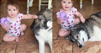 <p>A husky had an adorable reaction to a toddler&rsquo;s touch. The youngster was slowly making her way to gently pet the canine when the dog responded in the most heartwarming, precious way possible. Watch the short but cute clip to see the husky&rsquo;s sweet reaction to the child&rsquo;s soft touch.</p>

<p>Dogs are some of the best things about living on Earth. Yes, all animals are wonderful, but there is just something extra special about canines. Everyone loves dogs, even people who don&rsquo;t currently have pets, and I venture to guess that people who consider themselves cat people still possess a soft spot in their hearts for dogs. After all, dogs are the animals often referred to as man&rsquo;s best friend, not cats, rabbits, fish or anything else.</p>

<p>And to be fair, dogs have earned the right to be called man&rsquo;s best friend. They love unconditionally and are some of the most loyal and dependable creatures you&rsquo;ll ever encounter. Additionally, tons of videos are floating around on social media of dogs risking their lives and safety for their owners.</p>

<p>Also, dogs sometimes just steal your heart with their heartwarming, loving and gentle antics. That is precisely what happened in one <a href="https://www.tiktok.com/@justlifewithstef/video/7508933387760225582">video posted on social media</a>. The short clip begins with the toddler on the floor, sitting next to the husky, a gorgeous dog. The young woman slowly makes her way to the canine, reaching out her arm toward the animal. Her actions show that she is clearly coming in to pet the animal. Can you blame her? Who wouldn&rsquo;t want to pet that pup?</p>

<p>As the child approaches the dog, a woman behind the camera reminds her to be gentle as the toddler lightly touches the animal. After gently petting the animal, the child throws up her arm in joy.</p>

<p>But then the dog makes what is likely the cutest possible move. After the child backs away ever so slightly, the husky falls over, onto the floor, with its head near the young woman&rsquo;s lap.</p>

<p>It&rsquo;s an adorable scene!</p>

<p><em><strong><a href="https://www.godtube.com/bible/genesis/1-21">Genesis 1:21</a></strong> &ldquo;And God created great whales, and every living creature that moves, which the waters brought forth abundantly, after their kind, and every winged fowl after his kind: and God saw that it was good.&rdquo;</em></p>
