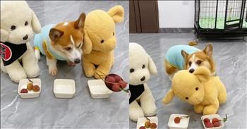 <p>This pup&rsquo;s adorable temper tantrum will have you laughing out loud. The canine was not pleased at all with what had recently transpired and expressed that anger in the most hilarious way possible. Watch the short but hysterical clip to see what the upset pup did that will have you doubled over with laughter.</p>

<p>We can all feel and express various emotions on any given day. Of course, if given the choice of which ones we feel most often, most people will likely select happiness and joy. However, sometimes, happiness and joy aren&rsquo;t exactly appropriate for every situation and circumstance.</p>

<p>Some instances can and do bring about anger. Anger is not necessarily bad or wrong, but it has more to do with what we do when we&rsquo;re angry, which can be a problem. Many people, when upset, will take that as an opportunity to lash out at others, and that causes even more problems. However, as <a href="https://www.youtube.com/shorts/Ib8MJYew3go">a video posted on social media</a> shows, anger, in some circumstances, can even lead to cute and laugh-out-loud moments.</p>

<p>The clip shows a Corgi sitting between stuffed animals, patiently waiting for a snack. A small plastic container sits before the Corgi and the two stuffed animals. Moments into the video, a large stainless-steel spoon appears on the screen and dispenses what looks to be grapes in each of the three bowls. However, this is where things start to go very wrong from the Corgi&rsquo;s perspective.</p>

<p>The stuffed animals to its right and left receive three grapes in their containers. The Corgi is only given one grape, and the dog completely understands that something is terribly wrong and immediately throws a temper tantrum. The dog grabs one of the stuffed animals and slings it backward, climbs into a cage, closes the door behind it and lies down in disgust.&nbsp;</p>

<p>Many would assume and conclude the Corgi is a teenager, given how it slammed the door to its room and laid down while upset.</p>

<p><em><strong><a href="https://www.godtube.com/bible/genesis/1-21">Genesis 1:21</a></strong> &ldquo;And God created great whales, and every living creature that moves, which the waters brought forth abundantly, after their kind, and every winged fowl after his kind: and God saw that it was good.&rdquo;</em></p>
