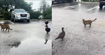<p>A woman called out to a lone cat, and then this happened, catching her completely off guard. She tried to get the feline&rsquo;s attention, hoping it would walk over toward her, but she got much more than she ever imagined. Watch the short but hysterical clip to see what occurred after a woman tried to get a cat&rsquo;s attention.</p>

<p>Animals are, without a doubt, one of the best things about living on Earth. Most people love and adore animals. Honestly, how could you not appreciate them? They are cute and furry, love unconditionally and are dependable to a fault.</p>

<p>For a lot of people, simply passing by an animal without acknowledging its presence is impossible. Whenever a dog or a cat is spotted, many must stop and pet the animal or, at the very least, call out to the creature in the hopes that it will approach them. Sometimes, this technique will work, and other times it doesn&rsquo;t. However, as <a href="https://www.tiktok.com/@nu11user/video/7512149971882331422">one clip posted on social media</a> shows, it can also end in hilariously surprising results.</p>

<p>The video begins with a woman snapping at and making noise toward a cat alone in a parking lot. The woman obviously wants the cat to come close enough for her to pet it. Like many animals by themselves in the wild, the cat is a bit unsure and uneasy about approaching the woman.</p>

<p>But hilariously, other animals do not share the cat&rsquo;s hesitancy. Seconds later, a couple of ducks, seemingly out of nowhere, start walking toward the woman beckoning for the cat. Then, they start multiplying. More and more ducks appear, walking toward the woman without any fear.</p>

<p>Near the end of the video, a surprising number of birds&mdash;not just ducks&mdash;appear in the parking lot. Several chickens have also appeared. It looks like a barnyard reunion.</p>

<p><em><strong><a href="https://www.godtube.com/bible/genesis/1-21">Genesis 1:21</a></strong> &ldquo;And God created great whales, and every living creature that moves, which the waters brought forth abundantly, after their kind, and every winged fowl after his kind: and God saw that it was good.&rdquo;</em></p>
