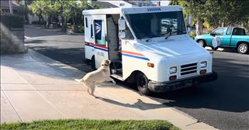 <p>A pup&rsquo;s tail-wagging joy as the mail truck arrives is the cutest thing. Once the animal spotted the government vehicle, the dog could hardly contain its excitement. Watch the short but hilarious and sweet video to see how the dog reacted and why it got so excited at the mere sight of the truck.</p>

<p>Receiving mail from the United States Postal Service is nothing unusual. It&rsquo;s a common, everyday occurrence. Typically, what ends up in your mailbox is nothing even remotely exciting. Most of the time, it&rsquo;s either bills or stuff that quickly finds its way into the trash - worthless advertisements for products you&rsquo;ll never buy from businesses you&rsquo;ll never use.</p>

<p>Mail delivery is nothing exciting, nor a reason to wait with bated breath. When was the last time you saw someone race out to their mailbox to see what goodies the mailman left for them? I&rsquo;m guessing that&rsquo;s never happened. However, <a href="https://www.youtube.com/watch?v=vHxJRdBrw-s">a video posted on social media</a> shows that some still get excited when they see the USPS truck heading their way.</p>

<p>The video begins with a lab crouched on the front lawn, with its tail wagging furiously. The animal has just spotted a USPS truck doing its rounds and delivering mail to neighboring houses. The dog can clearly hardly wait until the truck reaches its house. The anticipation is almost too much for the pup. The dog watches the vehicle&rsquo;s every movement, completely captivated by the government vehicle as the animal&rsquo;s tail continues to swing back and forth rapidly.</p>

<p>When the big moment arrived and the USPS truck pulled up, the sweet pup hopped into the vehicle, and we soon found out why the animal was so excited. The driver gives the joyful pup a much-deserved treat.</p>

<p>Dogs are fantastic creatures. Show them a little bit of kindness, and you&rsquo;ve got a friend for life!&nbsp;</p>

<p><em><strong><a href="https://www.godtube.com/bible/genesis/1-21">Genesis 1:21</a></strong> &ldquo;And God created great whales, and every living creature that moves, which the waters brought forth abundantly, after their kind, and every winged fowl after his kind: and God saw that it was good.&rdquo;</em></p>
