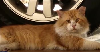 <p>An adventurous feline escaped the vet clinic and then made the incredible three-mile trek home. The cat did not want to spend any further time at the doctor&rsquo;s office and then used its superior navigation skills to make its way back home. Watch the short but hysterical clip to learn about this feline&rsquo;s escape and its daring trip home.</p>

<p>No one enjoys going to the doctor. Who wants to go to a place where you&rsquo;ll be poked and prodded and then have to pay them for the experience? That sounds like an awful time to me and to just about everyone else.</p>

<p>One cat had the same idea as it helped itself and exited the veterinarian&rsquo;s office a little earlier than expected. A <a href="https://www.youtube.com/watch?v=btsgC04aMbc">clip posted on YouTube</a> tells the story of George, a cat in Florida (of course, the cat is in the Sunshine State), who had been taken to the vet for surgery. However, things did not go as planned.</p>

<p>As the clip explains, George managed to escape from his cage, left the building and scaled some fencing outside. One woman says employees who gave chase to the escaped furry patient were holding each other up, trying to get over the fence. What she describes sounds like a scene right out of a Hollywood comedy.</p>

<p>But George wasn&rsquo;t just satisfied with getting out of the vet&rsquo;s office; he wanted to return to where he belonged: home. It didn&rsquo;t matter that home was several miles away; George was determined and apparently knew exactly where to go.</p>

<p>Days after his daring and unexpected escape, George arrived home.</p>

<p>Bob Beasock, George&rsquo;s owner, hilariously said that if it were he who had gotten caged up at the vet&rsquo;s office and then escaped, he would have just called an Uber to take him home. But he understands why George did not select that option.</p>

<p><em><strong><a href="https://www.godtube.com/bible/proverbs/12-10">Proverbs 12:10</a></strong> &ldquo;An upright man has thought for the life of his beast, but the hearts of evildoers are cruel.&rdquo;</em></p>
