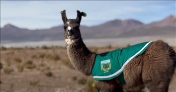 <p>A llama has joined the force as a Chilean police station has added the furry and surprising new recruit. The animal completes shifts and heads out with officers on duty. Watch the short but hilarious clip to hear about one Chilean police station&rsquo;s latest addition to their force.</p>

<p>The men and women who work in law enforcement are heroes. They bravely and selflessly put themselves in harm&rsquo;s way for others every day. When everyone else is running away from an emergency, police officers are running toward the scene, looking for any possible way they can assist. They deserve all the gratitude, recognition and praise in the world.</p>

<p>In addition to helping during tragic and catastrophic situations, police officers enforce laws and maintain order. Step out of line, break the law, and you&rsquo;ll likely find yourself interacting with one of those men and women in law enforcement. As <a href="https://www.youtube.com/watch?v=0rkQEW3Ewuo">one video posted on YouTube</a> explains, if you break the law in one South American country, you might even come face to face with a llama.</p>

<p>Miguelito, a three-month-old llama, is now the newest and furriest member of a police station in Chile&rsquo;s northeastern region. The animal was taken in by the police station when it was only a couple of days old, orphaned after its mother died after giving birth.</p>

<p>&ldquo;Now, he&rsquo;s old enough and strong enough to be part of the police force,&rdquo; Sgt. Miguel Segura said.</p>

<p>However, Miguelito is more than a glorified mascot, and if you thought that was all he was to these officers, you&rsquo;d be very wrong.</p>

<p>&ldquo;Miguelito is now part of our family,&rdquo; the sergeant added. &ldquo;Because he goes out on rounds with us. He does shifts with us. He walks with us to the kitchen. He&rsquo;s with us everywhere.&rdquo;</p>

<p><em><strong><a href="https://www.godtube.com/bible/genesis/1-21">Genesis 1:21</a></strong> &ldquo;And God created great whales, and every living creature that moves, which the waters brought forth abundantly, after their kind, and every winged fowl after his kind: and God saw that it was good.&rdquo;</em></p>
