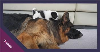 <p>A puppy meets a German Shepherd for the first time, and their interaction is pure cuteness. After initial hesitation and uncertainty about one another, the two dogs become fast friends. Watch the short but adorable clip of the two canines meeting to watch their beyond-sweet first interaction.</p>

<p>Meeting someone for the first time can be challenging and quite awkward. It is all about finding common ground and a topic that both people can easily talk about. Everyone wants to make a good first impression and get off on the right foot, especially if it&rsquo;s a first date or a job interview.</p>

<p>However, as much as two people may want a first meeting or interaction to work, sometimes individuals just don&rsquo;t click for whatever reason. But then there are other times when you meet someone and just have a feeling that this individual will soon become a good, trusted friend. That was precisely the case when two dogs met for the first time.</p>

<p><a href="https://www.youtube.com/watch?v=130AGqMmOuA">In the clip posted on YouTube</a>, the sweet, tiny puppy approaches the massive German Shepherd with no fear. It walks right up to the much larger canine, coming within inches of it before it quickly swats at the German Shepherd and suddenly backs away. Both animals get over whatever initial apprehension they may have felt about one another rather quickly. Soon, the puppy is literally jumping on the German Shepherd, playfully swatting at its nose and ears.</p>

<p>Even though the German Shepherd, given its enormous size advantage over the puppy, could have scared away the other dog at any time, it exhibits a sweet, kind and loving nature toward the energetic pup.</p>

<p>By the end of the video, one could easily make the case that these two are now the best of friends. The German Shepherd lies on the floor while the puppy plays with its ears before it eventually tires of that activity and chooses to rest its head on its new buddy.</p>

<p>What an adorable scene!</p>

<p><em><strong><a href="https://www.godtube.com/bible/genesis/1-21">Genesis 1:21</a></strong> &ldquo;And God created great whales, and every living creature that moves, which the waters brought forth abundantly, after their kind, and every winged fowl after his kind: and God saw that it was good.&rdquo;</em></p>
