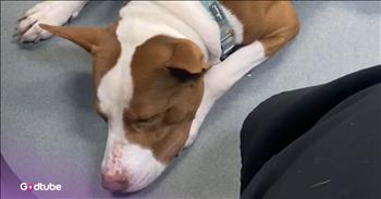 <p>This dog&rsquo;s unusual reaction to excitement has everyone smiling. Whenever this canine becomes too excited, the animal has a most unexpected and adorable response. Watch the short but sweet video to see what this dog does when overwhelmed with excitement.</p>

<p>Animals are, without a doubt, some of the best things about living on Earth. While all animals are great, everyone knows (even cat people) that dogs are just a step above felines and every other animal. They are loyal, love unconditionally and are dependable to a fault. What more could you possibly ask for in a best friend?</p>

<p>Also, as all pet owners, past or present, know, every animal is different. They all have their own personality, quirks and habits. Like people, no two animals are the same. A <a href="https://www.youtube.com/watch?v=NiDW-1Q8RT4">clip posted on YouTube</a> proves this to be 100 percent true. That&rsquo;s because the pup immediately falls asleep whenever it becomes too excited. The dog has narcolepsy.</p>

<p>In the video, Dozer is shown in many different situations and scenarios in which its involuntary response is to fall asleep. A woman offers the pup a bite of chicken. The dog jumps at this opportunity for a delicious snack, but before the tasty morsel of food hits its mouth, Dozer is off to dreamland.</p>

<p>&ldquo;He falls asleep if he gets a really good treat, if he gets a delicious bowl of food, when he meets a new person,&rdquo; the woman narrating the video says. &ldquo;Any exciting, new thing makes him basically fall asleep.&rdquo;</p>

<p>Later in the video, Dozer even falls asleep mid-meal, with its head resting in its food bowl.</p>

<p>If you were wondering if Dozer suffers because of his narcolepsy, have no fear. The woman in the video mentions it&rsquo;s simply just something that makes this beautiful pup unique. It&rsquo;s &ldquo;ultimately a painless, harmless condition for him.&rdquo;</p>

<p><em><strong><a href="https://www.godtube.com/bible/genesis/1-21">Genesis 1:21</a></strong> &ldquo;And God created great whales, and every living creature that moves, which the waters brought forth abundantly, after their kind, and every winged fowl after his kind: and God saw that it was good.&rdquo;</em></p>
