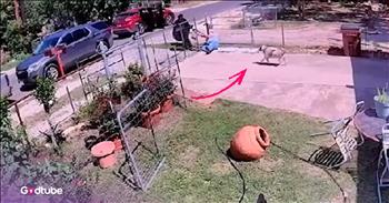 <p>A brave dog defended its owner and foiled a frightening assault. The loyal pup leapt into action, scaring off criminals attempting to wrestle a woman&rsquo;s purse away from her. Watch the short but powerful clip to see the moment when the dog bounded onto the scene and scared the masked criminals away.</p>

<p>Sadly, crime will always be present. That is a simple but horrible and straightforward fact. As long as humans remain on Earth, individuals will be scheming and looking to perpetrate evil upon one another. Crime is yet another sign and symptom of the sin that exists in our lost and fallen world.</p>

<p>Politicians can pass any law they want when attempting to reduce and eliminate crime, but they will always fail. Those pieces of legislation will always be in vain. Add as many police officers to the force as you want, but that won&rsquo;t make crime disappear. It&rsquo;s here to stay, but that doesn&rsquo;t mean we shouldn&rsquo;t have ways to protect ourselves. <a href="https://www.youtube.com/watch?v=HN-7FDUa2Gc">A clip posted on YouTube</a> shows how one woman had a sweet, four-legged friend come to her rescue.</p>

<p>In the video, a woman in San Antonio, Texas, approaches her house when she is accosted by two young men dressed in black from head to toe. It immediately becomes clear what the two criminals are after: her purse. The woman states that she had just made a trip to the bank and believes the red SUV, from which the criminals popped out, followed her home.</p>

<p>The woman is eventually knocked to the ground as their tug-of-war over the purse continues. But soon after that, Rambo, the family&rsquo;s pit bull, sprang into action, coming to the woman&rsquo;s defense and scaring off the assailants.</p>

<p>&ldquo;Rambo, he&rsquo;s a pit bull,&rdquo; Noemi Moreno said. &ldquo;He saved me. Thank God for him.&rdquo;</p>

<p>What a good boy!</p>

<p><em><strong><a href="https://www.godtube.com/bible/genesis/1-21">Genesis 1:21</a></strong> &ldquo;And God created great whales, and every living creature that moves, which the waters brought forth abundantly, after their kind, and every winged fowl after his kind: and God saw that it was good.&rdquo;</em></p>
