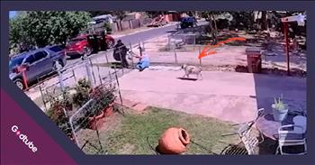 <p>A brave dog defended its owner and foiled a frightening assault. The loyal pup leapt into action, scaring off criminals attempting to wrestle a woman&rsquo;s purse away from her. Watch the short but powerful clip to see the moment when the dog bounded onto the scene and scared the masked criminals away.</p>

<p>Sadly, crime will always be present. That is a simple but horrible and straightforward fact. As long as humans remain on Earth, individuals will be scheming and looking to perpetrate evil upon one another. Crime is yet another sign and symptom of the sin that exists in our lost and fallen world.</p>

<p>Politicians can pass any law they want when attempting to reduce and eliminate crime, but they will always fail. Those pieces of legislation will always be in vain. Add as many police officers to the force as you want, but that won&rsquo;t make crime disappear. It&rsquo;s here to stay, but that doesn&rsquo;t mean we shouldn&rsquo;t have ways to protect ourselves. <a href="https://www.youtube.com/watch?v=HN-7FDUa2Gc">A clip posted on YouTube</a> shows how one woman had a sweet, four-legged friend come to her rescue.</p>

<p>In the video, a woman in San Antonio, Texas, approaches her house when she is accosted by two young men dressed in black from head to toe. It immediately becomes clear what the two criminals are after: her purse. The woman states that she had just made a trip to the bank and believes the red SUV, from which the criminals popped out, followed her home.</p>

<p>The woman is eventually knocked to the ground as their tug-of-war over the purse continues. But soon after that, Rambo, the family&rsquo;s pit bull, sprang into action, coming to the woman&rsquo;s defense and scaring off the assailants.</p>

<p>&ldquo;Rambo, he&rsquo;s a pit bull,&rdquo; Noemi Moreno said. &ldquo;He saved me. Thank God for him.&rdquo;</p>

<p>What a good boy!</p>

<p><em><strong><a href="https://www.godtube.com/bible/genesis/1-21">Genesis 1:21</a></strong> &ldquo;And God created great whales, and every living creature that moves, which the waters brought forth abundantly, after their kind, and every winged fowl after his kind: and God saw that it was good.&rdquo;</em></p>
