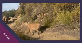 <p>One hiker&#39;s frightening run-in with a wild animal was caught on camera. The woman was out getting some exercise and fresh air when a large creature came across her path, scaring her to death. Watch the short but jaw-dropping video to see the unbelievable moment.</p>

<p>Animals are, without a doubt, some of the best creatures on Earth. They are loving, loyal and dependable to a fault. They often become our best and closest friends, quickly becoming members of the family. Given how great these beings are, how can anyone not be an animal lover?</p>

<p>However, while most people adore and appreciate those cute, furry, four-legged critters, we all know there are some we just can&#39;t or shouldn&#39;t approach. For instance, avoiding lions, tigers, bears and other similar animals is always a good rule of thumb. But what about when they approach you? What should you do then? That was precisely the situation that happened to one woman hiking in California.</p>

<p><a href="https://www.youtube.com/watch?v=BPbNIn3he8E">In the video posted on YouTube</a>, the woman is walking along a trail when a mountain lion turns the corner and starts to slowly approach her. While adrenaline had to be coursing through her body, the woman did not do what had to have been her first instinct and run. Instead, she can be heard continually shouting &quot;no&quot; as the massive cat gets closer and closer to her.</p>

<p>Then, after taking several steps toward her, something unexpected happens. The cat shifts its attention away from her and makes its way up the mountain, covering an astonishing amount of ground as it does so. In two or three moves, the cat is now 10 or 15 feet up the large hill.</p>

<p>Despite the scary encounter, the clip states that the woman returned to the same trail the next day. If that had happened to me, you&#39;d never see me on that trail again. There must be other trails where she lives with fewer mountain lions.</p>

<p><em><strong><a href="https://www.godtube.com/bible/isaiah/41-10">Isaiah 41:10</a></strong> &quot;Have no fear, for I am with you; do not be looking about in trouble, for I am your God; I will give you strength, yes, I will be your helper; yes, my true right hand will be your support.&quot;</em></p>
