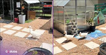 <p>A pair of ducks who had been separated for several days had the sweetest, most heartwarming reunion. From their adorable reactions, these two animals were more than a little thrilled to be back together. Watch the short but oh so sweet clip to see the precious first few moments when they were reunited.</p>

<p>Animals possess much more intelligence than many would care to admit. Instead of believing that they act on intelligence, many individuals would like to argue that it's instinct or some other ingrained behavior. Sure, instinct directs and controls some of what those cute, furry and four-legged friends do, but is it too hard to believe they are actually smart creatures, capable of learning?</p>

<p>Similarly, animals are also emotionally intelligent. They know how to read a room and can feel and pick up on how someone is doing emotionally and mentally. How often have you seen an animal cuddle up and attempt to soothe someone frightened, highly agitated or feeling uneasy? That's the entire reason why animals are so often brought to places like hospitals and nursing homes: for their ability to feel and detect emotions and provide comfort and solace.</p>

<p><a href="https://www.tiktok.com/@pfc321/video/7514658750695968030">A clip posted on social media</a> captures the emotional intelligence of two animals in action. According to the clip's text, two ducks&mdash;siblings&mdash;had been separated for over a week to allow one of the ducks to recover and heal after being attacked by a raccoon.</p>

<p>Very early in the short, 49-second clip, it's clear that the two animals knew and recognized one another. They didn't even have to see one another to know who was just beyond their field of vision. One of the ducks hears her sister quacking, and momentarily pauses to take in the sound, and responds, calling back to the second duck.</p>

<p>However, that's not even the video's most heartwarming, tear-jerking part. That occurs when the two animals, after seeing one another, quickly and adorably waddle to greet each other. After being reacquainted, the two birds enjoy a nice swim together.</p>

<p><em><strong><a href="https://www.godtube.com/bible/genesis/1-21">Genesis 1:21</a></strong> "And God created great whales, and every living creature that moves, which the waters brought forth abundantly, after their kind, and every winged fowl after his kind: and God saw that it was good."</em></p>
