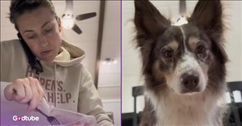 Sneaky Pups Trick Their Human for a Second Dinner, and It’s Comedy Gold