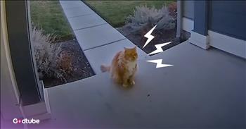 <p>A neighborhood cat won't stop visiting this woman's house, and it's the sweetest thing. The large feline stops by this woman's home at all hours of the day and night. Watch the short but adorable clip to learn about the neighborhood cat that frequently visits one woman's house.</p>

<p>Cats, while cute and cuddly, are some of the planet's most stubborn and hardheaded creatures. Telling a cat to stop doing an activity or, on the other hand, ordering them to do something is fighting a losing battle. Also, place a cat in a particular spot, and they will not stay. Even though that area may be a favorite napping place, if you put them there, they will refuse to remain.</p>

<p>Unlike most dogs, a cat will not do anything unless it's their idea. They just won't do it if it's not what they want. No amount of begging, pleading or bribing will change that fact. Anyone who has ever had or encountered a feline knows all of this to be entirely true. Most cats have an iron will, and breaking it is near impossible.</p>

<p><a href="https://www.youtube.com/watch?v=xTNS2loVZzg">A clip posted on YouTube</a> shows a sweet cat, George, who knows what he wants and refuses to be denied. The animal hilariously wants the attention and care of a woman who lives down the street from him, and he visits her house at odd hours, even way too early in the morning.</p>

<p>"He'll just stay on my porch, setting off my Ring notification," the woman said. "He won't stop meowing until I physically go out there and hang out with him."</p>

<p>She said George can be a little demanding regarding his need for attention.</p>

<p>"And he would come at random hours of the night," she said. "Sometimes it does get a little out of hand. We've even caught him on our doorbell at, like, 5 o'clock in the morning."</p>

<p><em><strong><a href="https://www.godtube.com/bible/genesis/1-21">Genesis 1:21</a></strong> "And God created great whales, and every living creature that moves, which the waters brought forth abundantly, after their kind, and every winged fowl after his kind: and God saw that it was good."</em></p>
