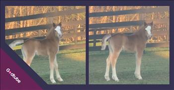 <p>This sweet little pony lets out the most unexpected and adorable sound, and it's melting hearts all over the internet. Sometimes the internet gifts us with something so pure and sweet that it feels like a deep exhalation we didn&rsquo;t know we were holding.&nbsp;</p>

<p>Enter Bitsy. She&rsquo;s the tiniest little pony with a heart the size of the wide-open prairie&mdash;and a baby whinny so unexpectedly adorable, it's healing people in comment sections.</p>

<p>Bitsy is a soft chestnut brown with a snowy white patch on her forehead, like she was kissed there by the gentlest brush of heaven. She&rsquo;s still just a baby, and like all the best kinds of joy, she&rsquo;s unfiltered and full of frolic. In a now-viral TikTok video that has millions watching on repeat, Bitsy can be seen prancing around her pen like the world is her personal runway&mdash;tail high, legs flying, delight bursting from every tiny hoofbeat.</p>

<p>And then it happens.</p>

<p>Her owner, with joyful love in her voice, <a href="https://www.tiktok.com/@fenwayfarm/video/7512424880885796127">calls</a> out, &ldquo;Hi, you cute thing!&rdquo; She follows it with the familiar smooch sound that all animal lovers know&mdash;part greeting, part affection, part invitation. And Bitsy? Oh, she responds.</p>

<p>She doesn&rsquo;t just run. She pauses and looks at her owner. She stares with mischief in her eyes.&nbsp;</p>

<p>And then the moment it happens, you can&rsquo;t help but melt; she squeals.</p>

<p>A squeak. A sweet, high-pitched baby pony whinny that sounds like joy. She shakes her little head like she&rsquo;s trying to shake off how much she adores this human, like her tiny heart just can't hold it all in.</p>

<p>&ldquo;Baby whinnies are the best,&rdquo; reads the caption&mdash;and every viewer who&rsquo;s heard it agrees. The <a href="https://www.tiktok.com/@fenwayfarm/video/7512424880885796127">comment</a> section has turned into a digital pasture of pure serotonin:</p>

<p>&ldquo;Bitsy is 75% legs.&rdquo;<br />
&ldquo;It&rsquo;s Bitsy&rsquo;s world, we just live in it.&rdquo;<br />
&ldquo;I've never heard a baby horse whinny before cuteness overload.&rdquo;</p>

<p>Bitsy&rsquo;s videos aren&rsquo;t just cute&mdash;they&rsquo;re soul-soothing. Bitsy is a reminder of the beauty in small things in a world that often moves too fast, where screens blur into headlines and chaos. A pony&rsquo;s first squeak. The bond between human and animal. The holiness of delight.</p>

<p>She&rsquo;s proof that sometimes, healing doesn't look like a big breakthrough&mdash;it seems like a tiny horse with a patch of white on her forehead, squealing her way right into your heart.</p>

<p>Because maybe what we all need right now is just one small thing that says,<br />
&ldquo;Look&mdash;joy still exists. Wonder is still out there. And yes, baby ponies really do whinny like that.&rdquo;</p>

<p>So go ahead&mdash;watch it again. Let the corners of your mouth rise. Let your heart soften. Let Bitsy remind you that the world is still full of sweetness and light.</p>

<p>Because sometimes, the most unexpected sounds come from the smallest hearts.</p>

<p><em><strong><a href="https://www.godtube.com/bible/psalms/148">Psalm 148:10&ndash;13</a></strong> "Wild animals and all cattle, small creatures and flying birds, kings of the earth and all nations, you princes and all rulers on earth, young men and women, old men and children. Let them praise the name of the Lord, for his name alone is exalted; his splendor is above the earth and the heavens.&rdquo;</em></p>
