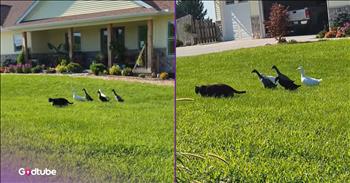 <p>This cat has the most unusual entourage, and it's adorable. The feline has picked up quite the following, with the group staying right on the cat's heels. Watch the short but hilarious clip to see who was wholly captivated by the cat, closely following the animal's every move.</p>

<p>Popular social media platforms continue to grow, invading and impacting more parts of our lives every day. Most people cannot go 10 minutes without checking their Facebook or Instagram feeds. One of the biggest and arguably one of the oddest things that has come about due to social media's ever-growing presence is influencers. There are people whose entire job is to post on social media. Because of their large followers, brands will pay them to post about their products, hoping their followers will purchase them.</p>

<p>Whether you use social media or not, we're all influencers in some form. Someone is always watching and paying attention to you. They are listening to your words and seeing your actions, wanting to see if they match up with one another. <a href="https://www.tiktok.com/@crystaltaylor505/video/7532355096940711199">An adorable clip posted on social media</a> captures a cat who has become quite the influencer to a group of ducks.</p>

<p>In the 36-second video, a cat slowly moves across a front yard. The feline is cautiously and closely inspecting the grass, smelling its new surroundings with every step, as cats tend to do. However, there is something rather odd and unusual about this scene. Right behind the cat are five ducks, who are completely captivated.</p>

<p>The ducks cannot look away from the feline, and with every step the cat takes, the ducks stay close behind. It's unclear what the cat has done to pick up such a unique and dedicated following, but the ducks are completely won over by the cute, four-legged and furry creature.</p>

<p><em><strong><a href="https://www.godtube.com/bible/genesis/1-21">Genesis 1:21</a></strong> "And God created great whales, and every living creature that moves, which the waters brought forth abundantly, after their kind, and every winged fowl after his kind: and God saw that it was good."</em></p>
