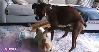 <p>A dog helped to save its canine friend during a medical emergency. The animal sensed something was terribly wrong with its buddy and, amazingly, responded in a way you must see to believe. Watch the short but jaw-dropping clip to see what one animal did when its buddy had a seizure.</p>

<p>Animals are, without a doubt, some of the best creatures on the planet. Who could or would want to argue otherwise? I guess someone could take the other side of that topic, but they would be incredibly wrong. Animals are cute, cuddly and are some of the best friends you&rsquo;ll ever hope to make.</p>

<p>Dogs especially occupy a special place in most people&rsquo;s hearts. They are loyal to a fault, love unconditionally and are thrilled to see you when you walk through that door. They aren&rsquo;t referred to as man&rsquo;s best friend for nothing. But in addition to being great companions and furry, four-legged family members, dogs are incredibly smart beings. <a href="https://www.youtube.com/watch?v=xcDVV8qlhQ0">A clip posted on YouTube</a> shows that one dog, a Boxer named Reggie, knew exactly what to do when its buddy, Yogi, a French bulldog, had a seizure.</p>

<p>Footage shows Reggie and Yogi in the living room doing what appears to be playing, possibly even wrestling, but that is not the case at all. Yogi, who has Epilepsy, has just undergone a seizure, is not moving and appears to be completely lifeless. Watching from the outside, it seems to be a tragic scene. However, Reggie instinctively knew what to do and began frantically rolling Yogi back and forth across the floor in a desperate attempt to get the dog moving once again.</p>

<p>&ldquo;If it wasn&rsquo;t for Reggie, you know, moving him all around and being here, I would have come home to, you know, him not being alive,&rdquo; Sarah McCardle said.</p>

<p><em><strong><a href="https://www.godtube.com/bible/genesis/1-21">Genesis 1:21</a></strong> &ldquo;And God created great whales, and every living creature that moves, which the waters brought forth abundantly, after their kind, and every winged fowl after his kind: and God saw that it was good.&rdquo;</em></p>

