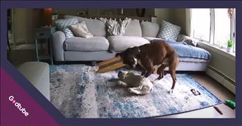 <p>A dog helped to save its canine friend during a medical emergency. The animal sensed something was terribly wrong with its buddy and, amazingly, responded in a way you must see to believe. Watch the short but jaw-dropping clip to see what one animal did when its buddy had a seizure.</p>

<p>Animals are, without a doubt, some of the best creatures on the planet. Who could or would want to argue otherwise? I guess someone could take the other side of that topic, but they would be incredibly wrong. Animals are cute, cuddly and are some of the best friends you&rsquo;ll ever hope to make.</p>

<p>Dogs especially occupy a special place in most people&rsquo;s hearts. They are loyal to a fault, love unconditionally and are thrilled to see you when you walk through that door. They aren&rsquo;t referred to as man&rsquo;s best friend for nothing. But in addition to being great companions and furry, four-legged family members, dogs are incredibly smart beings. <a href="https://www.youtube.com/watch?v=xcDVV8qlhQ0">A clip posted on YouTube</a> shows that one dog, a Boxer named Reggie, knew exactly what to do when its buddy, Yogi, a French bulldog, had a seizure.</p>

<p>Footage shows Reggie and Yogi in the living room doing what appears to be playing, possibly even wrestling, but that is not the case at all. Yogi, who has Epilepsy, has just undergone a seizure, is not moving and appears to be completely lifeless. Watching from the outside, it seems to be a tragic scene. However, Reggie instinctively knew what to do and began frantically rolling Yogi back and forth across the floor in a desperate attempt to get the dog moving once again.</p>

<p>&ldquo;If it wasn&rsquo;t for Reggie, you know, moving him all around and being here, I would have come home to, you know, him not being alive,&rdquo; Sarah McCardle said.</p>

<p><em><strong><a href="https://www.godtube.com/bible/genesis/1-21">Genesis 1:21</a></strong> &ldquo;And God created great whales, and every living creature that moves, which the waters brought forth abundantly, after their kind, and every winged fowl after his kind: and God saw that it was good.&rdquo;</em></p>
