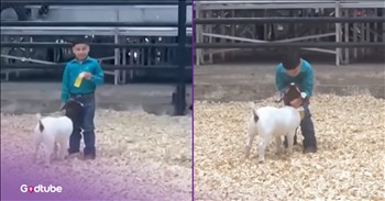 <p>A young man&rsquo;s adorable move at a goat show wins hearts. The little guy was overjoyed with his animal pal&rsquo;s showing in the competition. Watch the short but sweet clip to see how the young man and his goat did during one of their latest showings, and the adorable thing he did to show how pleased he was with their performance.</p>

<p>Who doesn&rsquo;t love animals? Can anyone honestly say, with a straight face, that they don&rsquo;t? Even if you don&rsquo;t consider yourself an animal person, you likely (hopefully) still treat them with kindness and respect. They are, after all, part of His creation, just like you and me. The Lord wouldn&rsquo;t have put them on Earth if they weren&rsquo;t important in His eyes.</p>

<p>Most people consider themselves animal lovers. When that&rsquo;s said, they are typically referring to the love for dogs and cats. Those are the animals most commonly kept as pets, so it makes perfect sense why that would be the case. However, birds, rabbits and even snakes (Yuck! No thanks!) are even household pets. <a href="https://www.youtube.com/watch?v=SCk_T7BiGwk">As a clip posted on YouTube shows</a>, another type of animal is near and dear to one 5-year-old&rsquo;s heart.</p>

<p>Milo Garza, is a big fan of goats, specifically his goat, Teddy Bear. The video shows Milo and his cute, four-legged friend at a goat show in Texas. Milo was utterly captivated, unable to take his eyes off the fourth-place yellow ribbon in his hand. He was over the moon about Teddy Bear&rsquo;s showing, so much so that he even gave the little goat a handful of kisses and a loving embrace.</p>

<p>In an interview following his and Teddy Bear&rsquo;s fourth-place finish, Milo mentioned that one great thing about Teddy Bear is his &ldquo;fat&rdquo; legs.</p>

<p>What a sweet, adorable moment between a boy and his goat!</p>

<p><em><strong><a href="https://www.godtube.com/bible/genesis/1-21">Genesis 1:21</a></strong> &ldquo;And God created great whales, and every living creature that moves, which the waters brought forth abundantly, after their kind, and every winged fowl after his kind: and God saw that it was good.&rdquo;</em></p>
