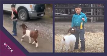 <p>A young man&rsquo;s adorable move at a goat show wins hearts. The little guy was overjoyed with his animal pal&rsquo;s showing in the competition. Watch the short but sweet clip to see how the young man and his goat did during one of their latest showings, and the adorable thing he did to show how pleased he was with their performance.</p>

<p>Who doesn&rsquo;t love animals? Can anyone honestly say, with a straight face, that they don&rsquo;t? Even if you don&rsquo;t consider yourself an animal person, you likely (hopefully) still treat them with kindness and respect. They are, after all, part of His creation, just like you and me. The Lord wouldn&rsquo;t have put them on Earth if they weren&rsquo;t important in His eyes.</p>

<p>Most people consider themselves animal lovers. When that&rsquo;s said, they are typically referring to the love for dogs and cats. Those are the animals most commonly kept as pets, so it makes perfect sense why that would be the case. However, birds, rabbits and even snakes (Yuck! No thanks!) are even household pets. <a href="https://www.youtube.com/watch?v=SCk_T7BiGwk">As a clip posted on YouTube shows</a>, another type of animal is near and dear to one 5-year-old&rsquo;s heart.</p>

<p>Milo Garza, is a big fan of goats, specifically his goat, Teddy Bear. The video shows Milo and his cute, four-legged friend at a goat show in Texas. Milo was utterly captivated, unable to take his eyes off the fourth-place yellow ribbon in his hand. He was over the moon about Teddy Bear&rsquo;s showing, so much so that he even gave the little goat a handful of kisses and a loving embrace.</p>

<p>In an interview following his and Teddy Bear&rsquo;s fourth-place finish, Milo mentioned that one great thing about Teddy Bear is his &ldquo;fat&rdquo; legs.</p>

<p>What a sweet, adorable moment between a boy and his goat!</p>

<p><em><strong><a href="https://www.godtube.com/bible/genesis/1-21">Genesis 1:21</a></strong> &ldquo;And God created great whales, and every living creature that moves, which the waters brought forth abundantly, after their kind, and every winged fowl after his kind: and God saw that it was good.&rdquo;</em></p>
