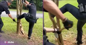 <p>Two officers teamed up to help rescue a coyote that had gotten caught in a tree. The kind and caring law enforcement officers worked together to free the animal from its odd and likely painful position. Watch the short but sweet clip to see how the officers were able to work together to free the wild animal from the tree.</p>

<p>Animals, like human beings, are part of God&rsquo;s creation. They were placed on Earth by Him and are important in His eyes. They have to be, why else would He have put them here? So, because of their importance to God and their inherent value to the Creator of the universe, animals should be treated with kindness, gentleness and respect.</p>

<p>Of course, that means humans should look out for and care for those cute, furry, four-legged creatures. As every pet owner knows, animals can get into some odd, inexplicable predicaments. Who hasn&rsquo;t come home from a long day at work only to find their dog or cat in a spot or having made a mess they had no business being in or creating? Despite their unfortunate behavior, we still show them kindness and gentleness because of how much they mean to us.</p>

<p><a href="https://www.youtube.com/watch?v=KoyycZDQl9Q">In a clip posted on YouTube</a>, two police officers helped an animal that had somehow become stuck in a tree. The coyote&rsquo;s right front paw is securely stuck in the tree, which has started to split down the middle. Perhaps the coyote was trying to climb the tree when it slid down the tree and then got stuck? I&rsquo;m not sure how that would have happened.</p>

<p>Regardless of how the coyote got into its present position, the animal obviously knew it was in trouble and badly needed help. It did not try to bite or scratch the officers working to free it. Eventually, after much effort, the officers free the wild animal.</p>

<p><em><strong><a href="https://www.godtube.com/bible/genesis/1-21">Genesis 1:21</a></strong> &ldquo;And God created great whales, and every living creature that moves, which the waters brought forth abundantly, after their kind, and every winged fowl after his kind: and God saw that it was good.&rdquo;</em></p>
