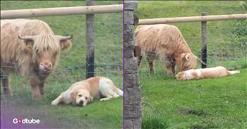 <p>A golden retriever was captured on video having the best time with its new buddy. The dog had struck up an unexpected friendship with a massive animal and was having the time of its life, just hanging out with its pal. Watch the short but heartwarming clip to see the adorable moment between these two unexpected friends.</p>

<p>Dogs are some of the most loving creatures you will ever encounter. Show a canine a little bit of kindness and attention, and you've got yourself a pal for life. No matter how small or insignificant the act of kindness may have been, that pup will likely remember how you treated them and reciprocate.</p>

<p>When it comes to friendship, humans could learn a lot from dogs. Man's best friend doesn't care who you are or what you've done; they are only concerned about how you treat them. They can and do strike up friendships with anyone and everyone. They don't let petty things like disagreements or differences of opinion over small, menial things like sports, politics or anything else get in the way.</p>

<p><a href="https://www.tiktok.com/@monty_andfriends/video/7531673460666289430">A clip posted on social media</a> perfectly captures dogs' friendly and loving nature. As the video's text points out, it had recently started raining, and the person behind the camera was concerned about why their dog had not returned inside to escape the weather. When they stepped outside, they immediately noticed why the pup had decided to remain outdoors even though the weather was less-than-ideal.</p>

<p>The golden retriever was rolling on the ground near a fence in front of a cow. The cow and the dog were enjoying themselves, spending time together. That is easily one of the cutest, most adorable scenes anyone could ever come across.</p>

<p><em><strong><a href="https://www.godtube.com/bible/genesis/1-21">Genesis 1:21</a></strong> "And God created great whales, and every living creature that moves, which the waters brought forth abundantly, after their kind, and every winged fowl after his kind: and God saw that it was good."</em></p>
