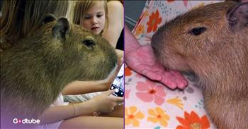 <p>A Florida caf&eacute; charms visitors with its adorable but very unexpected residents. The customers who stop by the establishment grab something to drink and spend some time with the precious critters who live at the caf&eacute;. Watch the short but heartwarming clip to see the creatures that live at the caf&eacute; in the Sunshine State.</p>

<p>Many people have a strong liking and desire for caffeine. Some may even go so far as to call it an addiction. That&rsquo;s only because so many individuals have made a pit stop at Starbucks for an overpriced drink with loads of sugar and caffeine on the way to work, a must, a part of their morning routine. Their entire day will be thrown off if they don&rsquo;t get their mocha, frappe, latte, chai, whatever.</p>

<p>While Starbucks is the choice for many when it comes to getting their caffeine fix, others prefer their cr&egrave;me, caffeine and sugar to have a more local taste. For those who live in St. Augustine, Florida, there can only be one place to pick up their drink of choice. <a href="https://www.youtube.com/shorts/bEfEq4svfZE">A clip posted on YouTube</a> explains why that is likely the case, as it explains the adorable creatures that reside in that establishment.</p>

<p>&nbsp;As the video shows, customers flock to the Capybara Caf&eacute;. While their drinks may be something special, I&rsquo;m guessing most of the people have shown up hoping to spend some time with the cute and cuddly capybaras who live at the caf&eacute;.</p>

<p>&ldquo;Capybara is the world&rsquo;s largest rodent,&rdquo; one of the caf&eacute;&rsquo;s employees said. &ldquo;They are native to South America. Basically, you can think about a guinea pig that got to be 100, 150 pounds.&rdquo;</p>

<p>How adorable is that? Seriously, who wouldn&rsquo;t want to chug down their caffeinated drink while hanging out with a capybara or two?</p>

<p><em><strong><a href="https://www.godtube.com/bible/genesis/1-21">Genesis 1:21</a></strong> &ldquo;And God created great whales, and every living creature that moves, which the waters brought forth abundantly, after their kind, and every winged fowl after his kind: and God saw that it was good.&rdquo;</em></p>
