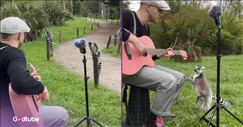 <p>A musician dazzled some adorable critters with his stunning rendition of an Adele classic. A handful of the precious creatures were completely and utterly enchanted by the beautiful sounds they heard. Watch the short but precious clip to see how the animals responded when they heard a cover of one of Adele's many hits.</p>

<p>Music is powerful, as it has been said many times before. It does have the ability to cause people to set aside and forget their petty, insignificant differences, even for just a moment. Music does bring people together, as clich&eacute; as that may be. When people go to concerts, they aren't worried about anything other than listening to great music.</p>

<p>When great music is played, people are more agreeable and friendly with one another. It soothes and relaxes, instantly putting people in a much better mood. As it turns out, human beings are not the only creatures who are significantly impacted and influenced by music. <a href="https://www.youtube.com/shorts/USy51h8_NAo">A clip posted on YouTube</a> shows a handful of lemurs who are brought together, completely blown away by one young man's musical performance.</p>

<p>In the video, the musician, with his guitar, plays and sings the chorus to Adele's 2015 smash hit "When We Were Young." It's a stunning rendition of the song known and loved by many. The lemurs also appear to be fans of Adele's work.</p>

<p>Soon after the musician begins playing, the lemurs gather to discover where this beautiful sound is coming from. One of the lemurs loved what it heard so much that it approached the musician, placing a paw on him as he played. It's such an adorable moment, as the animal apparently wanted to get as close to those sounds as possible.</p>

<p>It turns out that everyone loves Adele's music, whether they are human or lemurs.</p>

<p><em><strong><a href="https://www.godtube.com/bible/colossians/3-16">Colossians 3:16</a></strong> "Let the word of Christ dwell in you richly in all wisdom; teaching and admonishing one another in psalms and hymns and spiritual songs, singing with grace in your hearts to the Lord."</em></p>

