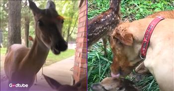 <p>A dog and a deer&rsquo;s heartwarming friendship will melt your heart. The two animals have been best buddies for several years, making their bond even more adorable. Watch the short but sweet clip to see how these two unlikely pals became best friends.</p>

<p>Animals are creatures that were placed on earth by God himself. Since they are part of the Lord&rsquo;s creation, they deserve to be treated with love, gentleness and respect. For the most part, I believe people do a terrific job of treating animals correctly. Honestly, what kind of person would treat an animal poorly? The type of person we should all avoid, that&rsquo;s who.</p>

<p>As every pet owner&mdash;past or present&mdash;knows, animals make wonderful friends. Those cute and furry creatures often make for some of our best friendships. They are loyal, loving and always there to enthusiastically greet you when you walk through the door. So, given that they are some of our best friends, it shouldn&rsquo;t be any wonder when they become buddies with one another, even if those friendships might initially seem a little odd and unexpected.</p>

<p><a href="https://www.youtube.com/shorts/5SlYhdAUQi8">A clip posted on YouTube</a> details the unlikely friendship between a deer and a dog, which has spanned more than a decade. G-Bro and Buttons have been pals for 11 years! This unexpected friendship came about after Buttons, the deer, was rescued, with the plan to rehabilitate the animal and release it back into the wild, which is what happened. However, during that time, the two struck up a lasting friendship, which now causes Buttons to return to the house periodically to see G-Bro.</p>

<p>The woman narrating the video points out how Buttons will show up at the door and kick at it, wanting its buddy, G-Bro, to come out and play.</p>

<p>But the absolute cutest part of Buttons and G-Bro&rsquo;s friendship is that Buttons has introduced her babies to G-Bro. Buttons trusts G-Bro completely, allowing G-Bro to show love to the adorable tiny animals.</p>

<p><em><strong><a href="https://www.godtube.com/bible/genesis/1-21">Genesis 1:21</a></strong> &ldquo;And God created great whales, and every living creature that moves, which the waters brought forth abundantly, after their kind, and every winged fowl after his kind: and God saw that it was good.&rdquo;</em></p>

