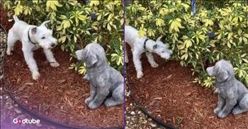 <p>A dog had the cutest and most hilarious reaction to a statue. The adorable pup did not know what to make of the weird object, but it wasn't going to take any chances. Watch the short but hysterical clip to see how the cute canine responded to the unknown item in its path.</p>

<p>Animals are, undoubtedly, some of the best creatures on Earth. Those cute, cuddly, four-legged creatures are loyal to a fault, love unconditionally and react as if they haven't seen you for years when you walk through the door every night. How could anyone not love and adore animals? Even if you don't consider yourself a pet person, it's easy to see why many have pets.</p>

<p>In addition to the friendship, love and joy animals bring to every household, they can also be pretty entertaining. Depending on their specific personality and temperament, animals are usually good for a healthy amount of belly laughs. How they react in particular situations will often result in you doubled over with laughter, as you struggle to catch your breath. <a href="https://www.youtube.com/watch?v=Agmak89hYMw">A clip posted on YouTube</a> shows the hilarious way one pup responded to a stationary figure.</p>

<p>In the video, the pup, which appears to be a miniature schnauzer, was not taking any chances when it encountered another dog. The schnauzer slowly and cautiously approached this new pup as it carefully attempted to get a smell of the animal. The only problem was that this second pup was not a dog at all. Instead, the schnauzer was spooked by a statue that looked like a dog.</p>

<p>After getting close enough to sniff the tiny, still and motionless pup, the schnauzer quickly backs away, keeping an eye on the statue the whole time. The pup in the video is apparently aware of the popular saying that looks can be deceiving, so it had decided to exercise extreme caution regardless.</p>

<p><em><strong><a href="https://www.godtube.com/bible/genesis/1-21">Genesis 1:21</a></strong> "And God created great whales, and every living creature that moves, which the waters brought forth abundantly, after their kind, and every winged fowl after his kind: and God saw that it was good."</em></p>
