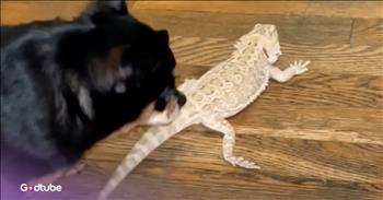 <p>A chihuahua adopted a lizard as its own and has become its fierce and determined protector. The dog immediately took to the reptile and made moves to make sure no one harmed the scaly creature. Watch the short but adorable clip to learn about the dog and the lizard&rsquo;s sweet, unbreakable bond.</p>

<p>We all need friends and people who will look out for us. No one is meant to live life alone. Human beings were created for relationships and to interact with one another. How boring and miserable would it be to go through this life with no one and not have a friend in the world? Yes, some people are naturally more introverted, but even those individuals still need people.</p>

<p>As it turns out, animals are a lot like humans in this respect. How many stories have you seen about animals interacting with or becoming unlikely friends with one another? They seem to gravitate toward each other naturally. They desire friendship and companionship as well. <a href="https://www.youtube.com/watch?v=jNGG2x3FRjo">A clip posted on YouTube</a> proves how most animals also want friendships, and how the desire and need for togetherness can often lead to some odd and unusual pairings.</p>

<p>In the video, a chihuahua, Jessie, is introduced to a lizard, Reptoria, and the two quickly become bonded. Jessie becomes the scaly, slithery creature&rsquo;s protector, standing over the lizard and giving anyone who comes near the reptile a scary, menacing look. The small canine is also not beyond growling, lounging and barking at someone she deems a possible threat to the lizard.</p>

<p>Those two unlikely pals are the best of friends. The video shows that wherever one goes, the other is not far behind. Their relationship is so surprising yet so incredibly sweet. Who would have ever thought a dog and a lizard would become inseparable?</p>

<p><em><strong><a href="https://www.godtube.com/bible/genesis/1-21">Genesis 1:21</a></strong> &ldquo;And God created great whales, and every living creature that moves, which the waters brought forth abundantly, after their kind, and every winged fowl after his kind: and God saw that it was good.&rdquo;</em></p>
