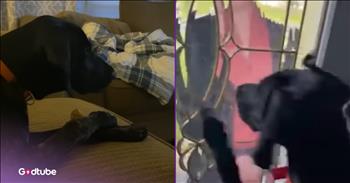 <p>Julie Andrews has a four-legged superfan, and it&rsquo;s the cutest thing ever. This sweet pup clearly has a favorite when it comes to actresses, and there is no contest who the dog enjoys the most. Watch the short but heartwarming clip to see how this dog reacts whenever something featuring Julie Andrews is playing.</p>

<p>Hollywood, and entertainment as a whole, is a fickle industry. What is popular now likely won&rsquo;t be what everyone is excited about in five minutes. Tastes and preferences change at a moment&rsquo;s notice, and so the industry quickly reacts to those updates in order to stay relevant and profitable.</p>

<p>That inconsistent, unpredictable nature of the entertainment industry not only extends to things like movies and music, but also to the people who produce and star in those works. How often do you see an actor or actress who is in seemingly everything for a couple of years, and then quickly disappears? This happens all the time. So, those who are able to stick around and enjoy a decades-long career are few and far between. <a href="https://www.youtube.com/watch?v=74RYDV6yzPY">A clip posted on YouTube</a> shows an animal who is a big fan of one of those entertainment legends: Julie Andrews.</p>

<p>Hilariously, Tessa loves Julie Andrews. Tessa&rsquo;s owner, who narrates the video, says that the adorable pup will immediately stop what it&rsquo;s doing whenever it hears Julie Andrews. The animal, who, of course, is a big fan of &ldquo;The Sound of Music,&rdquo; is spotted sitting as close to the television screen as it possibly can while that beloved film plays.</p>

<p>The dog reacts similarly whenever the original Mary Poppins, starring Julie Andrews as the magical British nanny, is on. It immediately focuses all its attention on the screen.</p>

<p>But the funniest and most heartwarming moment of the entire clip is when a cardboard cutout of the legendary Hollywood actress is placed outside the door, making the animal believe that she has arrived for a visit. It loses its mind.</p>

<p>How or why did the dog become such a superfan of Julie Andrews? I have no idea, but it&rsquo;s still adorable.</p>

<p><em><strong><a href="https://www.godtube.com/bible/genesis/1-21">Genesis 1:21</a></strong> &ldquo;And God created great whales, and every living creature that moves, which the waters brought forth abundantly, after their kind, and every winged fowl after his kind: and God saw that it was good.&rdquo;</em></p>
